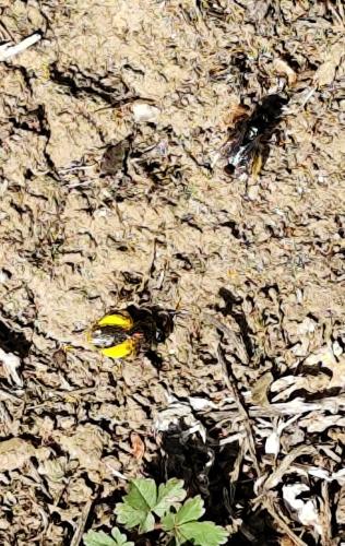 Panurgus sp.
