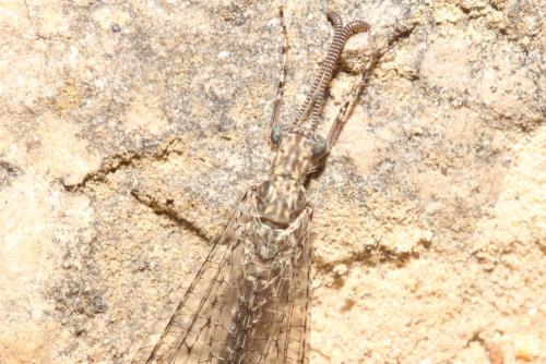 Neuroleon microstenus
