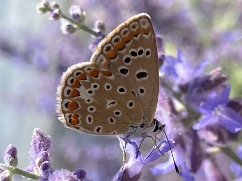 Polyommatus icarus
