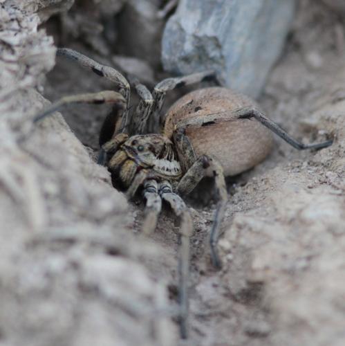 Hogna radiata