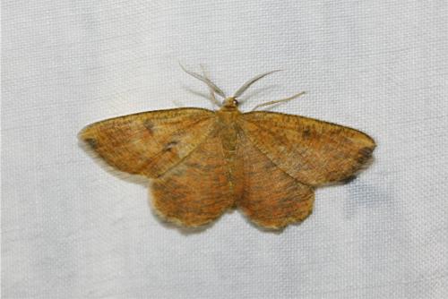 Angerona prunaria