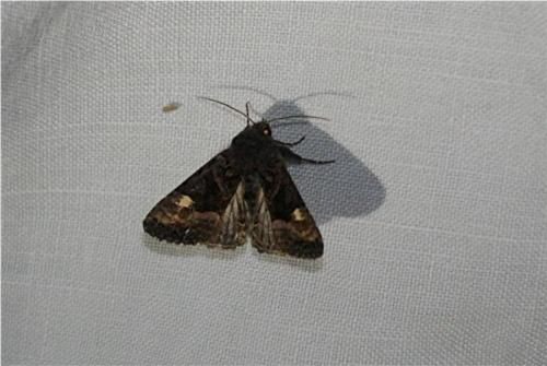 Euplexia lucipara