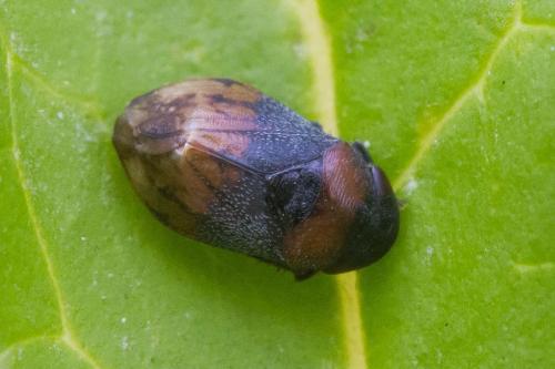 Réf. 362 215 : Penthimia nigra