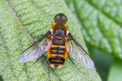 Réf. 362 408 : Villa cingulata