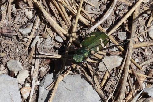 Réf. 362 359 : Cicindela hybrida