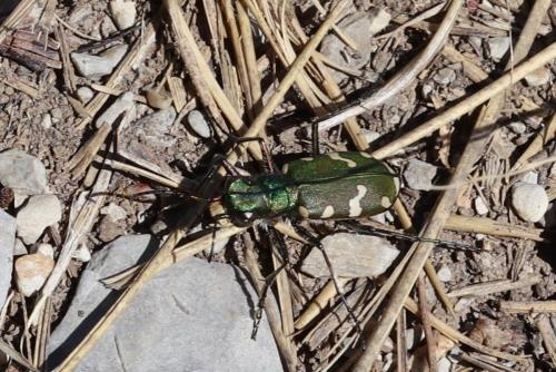 Réf. 362 360 : Cicindela hybrida