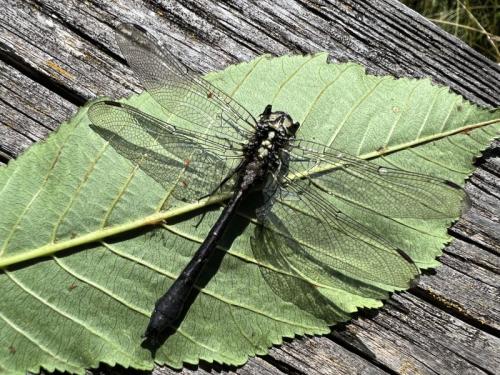 Gomphus vulgatissimus