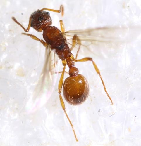 Myrmica (rubra-ruginodis)
