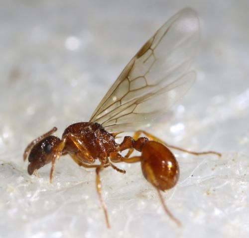 Réf. 362 499 : Myrmica (rubra-ruginodis)
