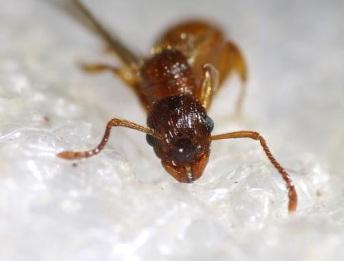 Myrmica (rubra-ruginodis)