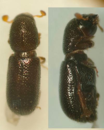 Réf. 362 075 : Lymantor aceris