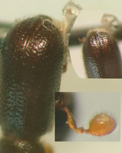 Réf. 362 076 : Lymantor aceris