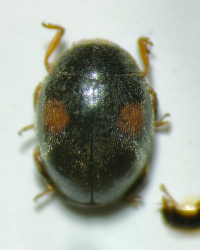 Scymnus bivulnerus