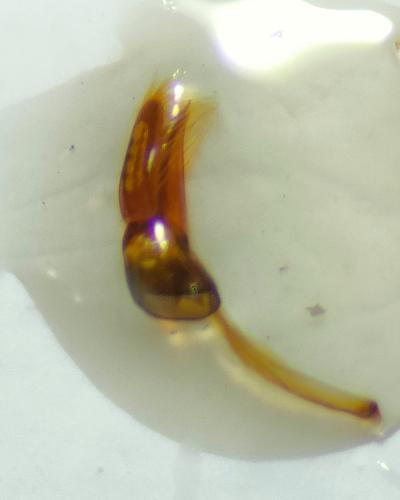 Scymnus bivulnerus