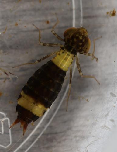 Réf. 362 567 : Anax sp.