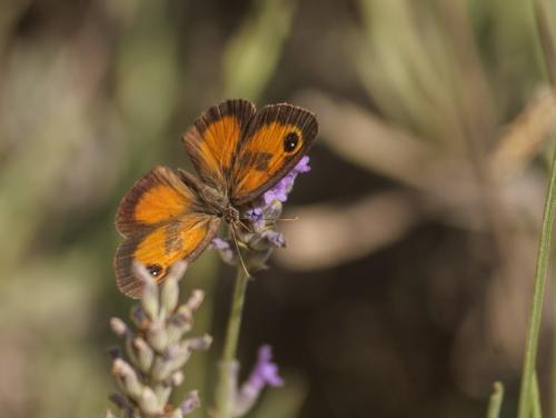 Réf. 362 005 : Pyronia cecilia