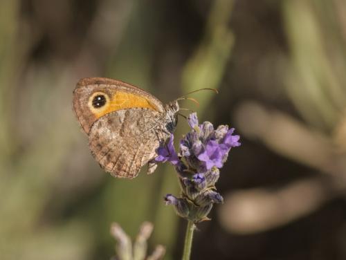 Réf. 362 006 : Pyronia cecilia