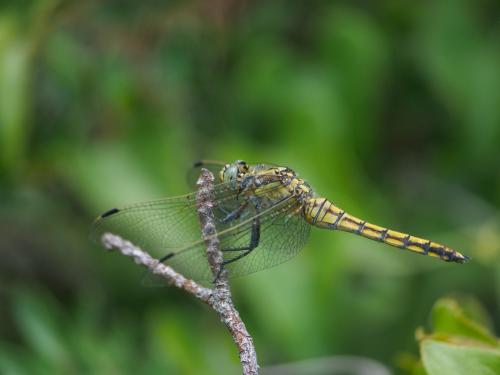 Réf. 362 352 : Orthetrum cancellatum