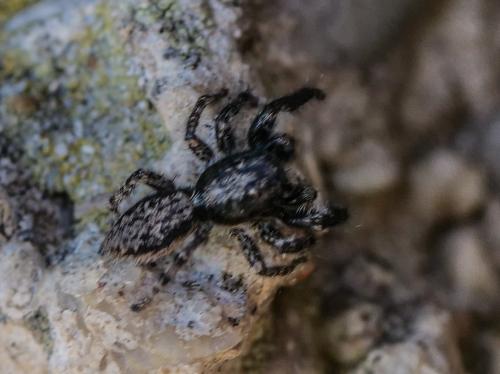 Menemerus taeniatus