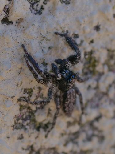 Menemerus taeniatus