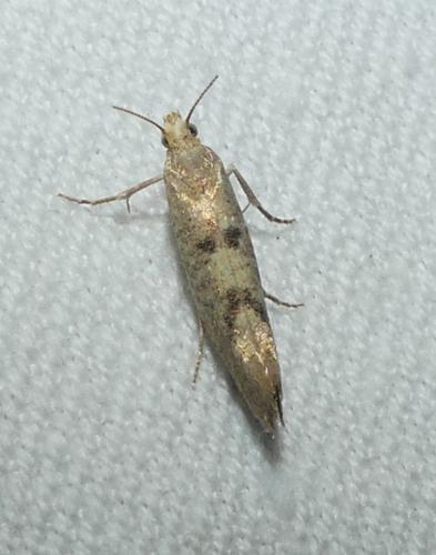 Ypsolopha alpella