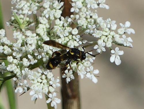 Leucospis sinensis