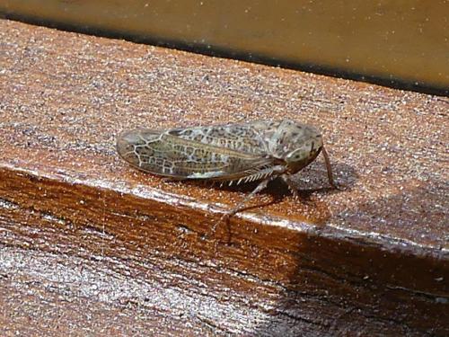 Allygus modestus