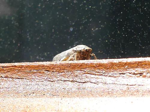 Allygus modestus