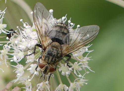 Linnaemya picta