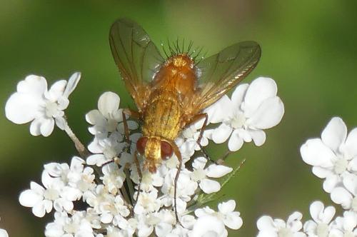 Leskia aurea