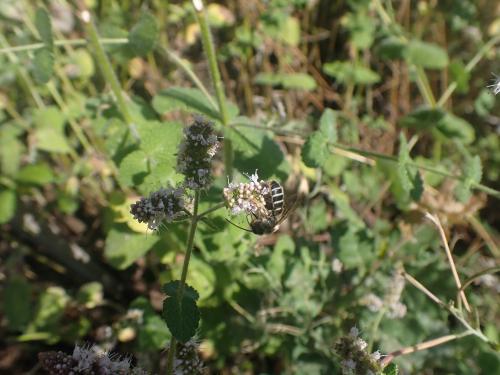 Halictus (brunnescens-quadricinctus)