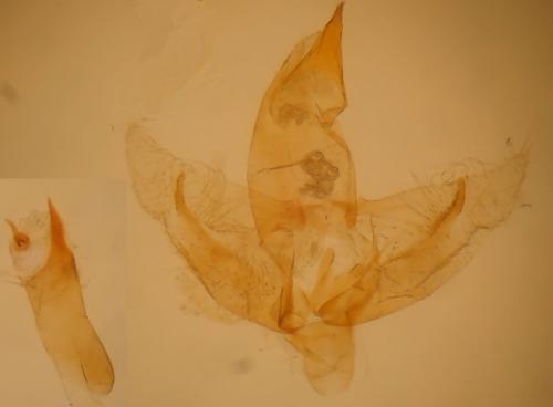 Réf. 362 008 : Borkhausenia fuscescens