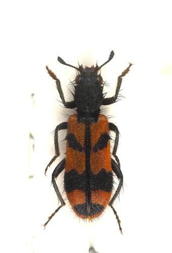 Trichodes alvearius