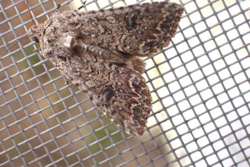 Anarta trifolii