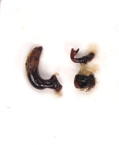 Pterostichus honnoratii