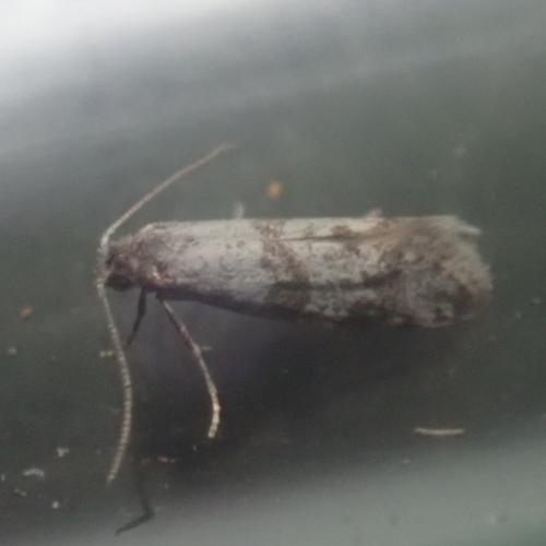 Scythropia crataegella