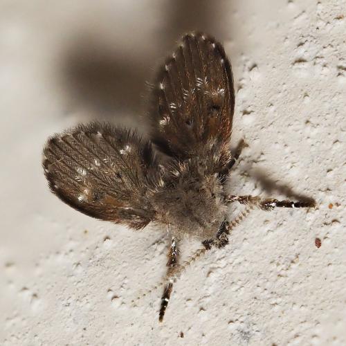 Réf. 362 369 : Clogmia albipunctata