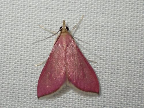 Pyrausta inornatalis