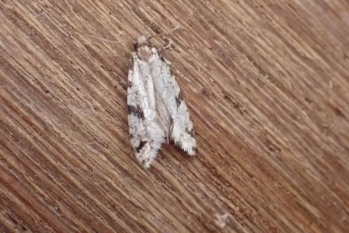 Nemapogon inconditella