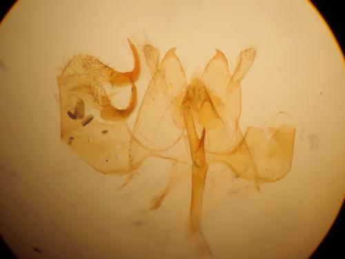 Nemapogon inconditella