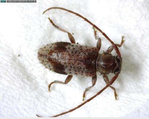 Exocentrus punctipennis