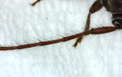 Exocentrus punctipennis