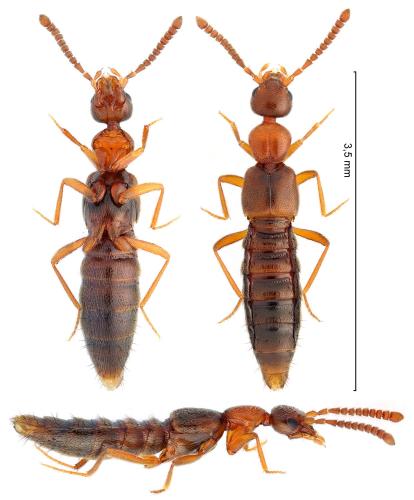 Falagrioma thoracica