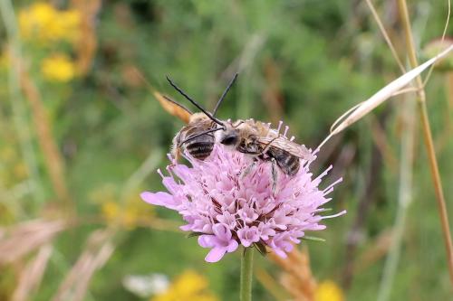 Réf. 362 415 : Eucera nigrifacies