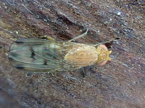 Suillia imberbis