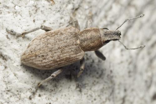 Tanymecus palliatus
