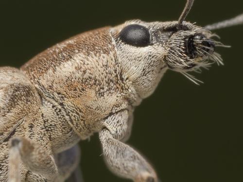 Tanymecus palliatus