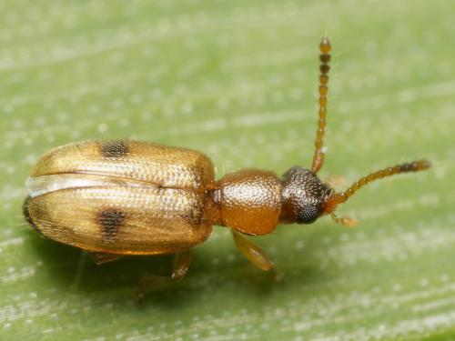 Psammoecus bipunctatus