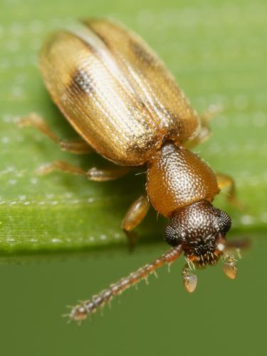 Psammoecus bipunctatus