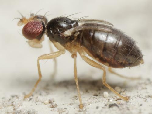 Réf. 362 137 : Stiphrosoma sabulosum